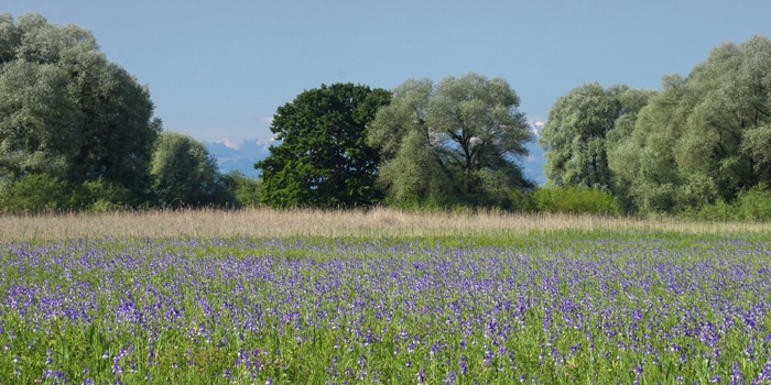 Irisbluete_Massenbluete_Wanderung Friedrichshafen